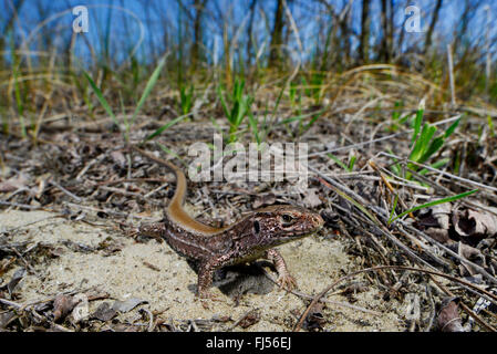 Sand lizard (Lacerta agilis, Lacerta agilis chersonensis), red back sand lizard, Roumanie, Dobrudscha Biosphaerenreservat Donaudelta, Banque D'Images