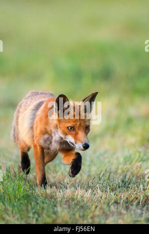 Le renard roux (Vulpes vulpes), marcher dans un pré, vue de face, l'Allemagne, Brandebourg Banque D'Images