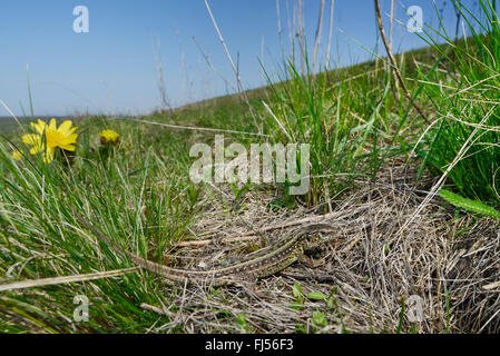 Sand lizard (Lacerta agilis, Lacerta agilis chersonensis), juvénile, Roumanie, Moldau Banque D'Images