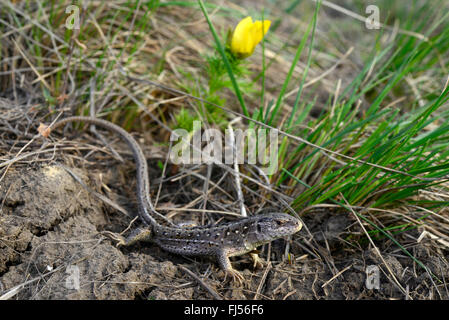 Sand lizard (Lacerta agilis, Lacerta agilis chersonensis), femme, Roumanie, Moldau Banque D'Images