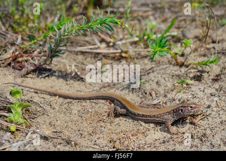 Sand lizard (Lacerta agilis, Lacerta agilis chersonensis), red back sand lizard, Roumanie, Dobrudscha Biosphaerenreservat Donaudelta, Banque D'Images