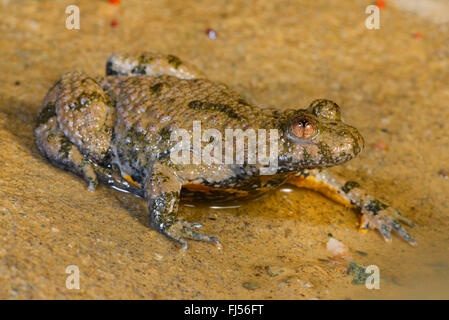 Crapaud à ventre jaune, crapaud yellowbelly, fire-toad (Bombina variegata), yellow-bellied toad assis au bord d'une flaque, Roumanie Banque D'Images