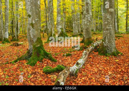 Forêt de hêtres en automne, Suisse, Jura, Neuenburger Creux du Van Banque D'Images