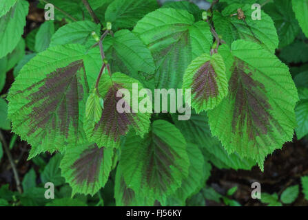 Le noisetier commun (Corylus avellana), feuilles avec coloration pourpre, Allemagne, Bavière, Oberbayern, Haute-Bavière Banque D'Images