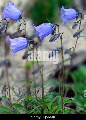 Des fées, Conte de dés à coudre (Campanula cochleariifolia, Campanula cochlearifolia), la floraison, l'Autriche, le Tyrol, Tannheimer Berge Banque D'Images