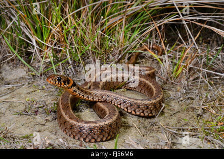 Couleuvre à collier (Natrix natrix) couleuvre à collier, avec des taches orange sur le col, la Roumanie, l'Dobrudscha Biosphaerenreservat Donaudelta, Banque D'Images