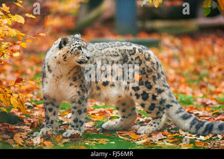 Léopard des neiges (Uncia uncia, Panthera uncia), snow léopard femelle debout dans le feuillage d'automne Banque D'Images
