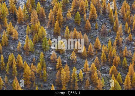Le mélèze commun européen, mélèze (Larix decidua, Larix europaea), sentier de randonnée à travers forêt de mélèzes en automne, la Suisse, Valais Banque D'Images