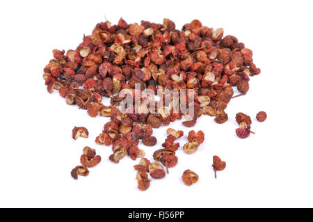 Poivre de Sichuan, poivre Szetchwan, Anis, poivre, poivre poivre Sprice chinois, japonais, japonais poivre prickly ash (Zanthoxylum piperitum), enveloppes de fruits secs Banque D'Images