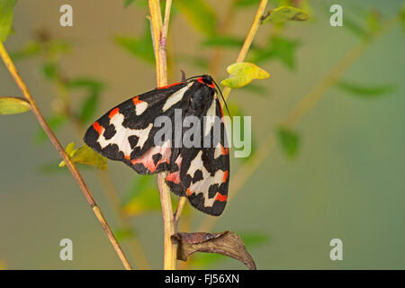 Parasemia plantaginis (Tiger Wood, Phalaena plantaginis), Femme, Allemagne Banque D'Images