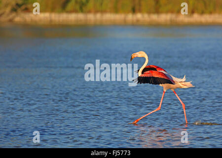 Flamant rose (Phoenicopterus roseus, Phoenicopterus ruber roseus), marcher dans l'eau peu profonde, vue de côté, la France, la Camargue Banque D'Images