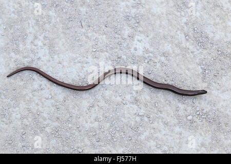 Ver lent européenne, blindworm, slow worm (Anguis fragilis), sur le terrain, la France, la Camargue Banque D'Images
