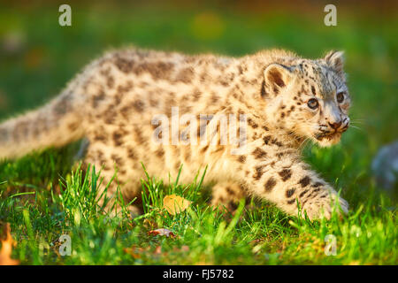 Léopard des neiges (Uncia uncia, Panthera uncia), Cub marcher dans un pré en automne, side view Banque D'Images