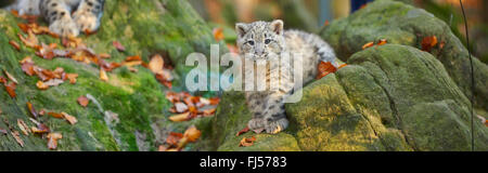 Léopard des neiges (Uncia uncia, Panthera uncia), Cub sur un rocher moussu Banque D'Images