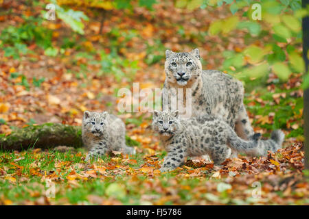 Léopard des neiges (Uncia uncia, Panthera uncia), leopardesses avec deux jeunes Banque D'Images