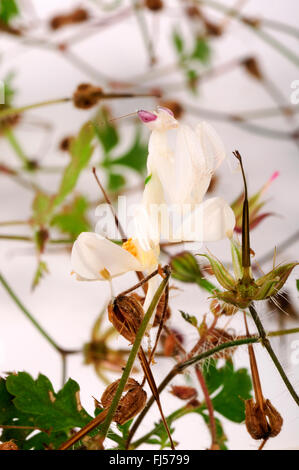 Fleur de marche, mantis mantis orchidée, Rose orchid mantis (Hymenopus coronatus), blanc mantis sur une feuille Banque D'Images