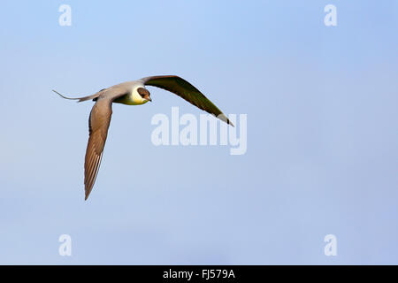 Labbe à longue queue (Stercorarius longicaudus)), en vol, la Norvège, l'île de Varanger Banque D'Images