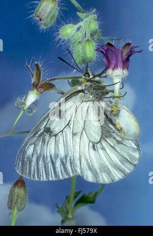 Assombri, apollo Parnassius apollo (noir), mnémosyne sur inflorescence, Allemagne Banque D'Images