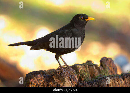 Blackbird (Turdus merula), homme blackbird en hiver, vue de côté, l'Allemagne, Rhénanie du Nord-Westphalie Banque D'Images