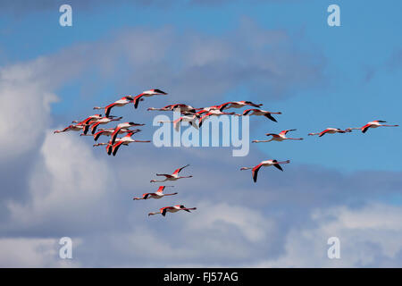 Flamant rose (Phoenicopterus roseus, Phoenicopterus ruber roseus), flying troop, side view Banque D'Images