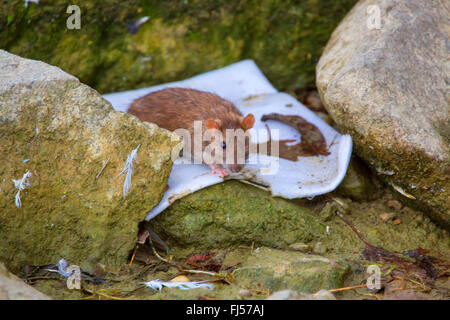 Rat brun, rat brun commun, surmulot, rat commun (Rattus norvegicus), avec seulement un œil à la recherche de nourriture, en Allemagne, en Bavière, Niederbayern, Basse-Bavière Banque D'Images