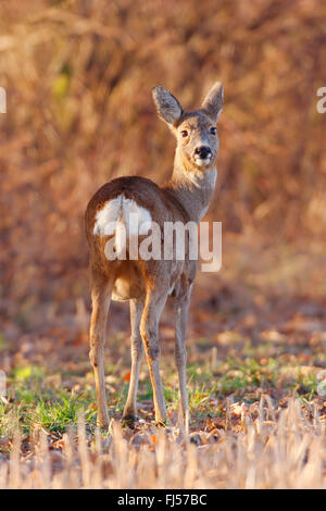 Le chevreuil (Capreolus capreolus) le chevreuil, en mars, en Allemagne, en Rhénanie du Nord-Westphalie Banque D'Images