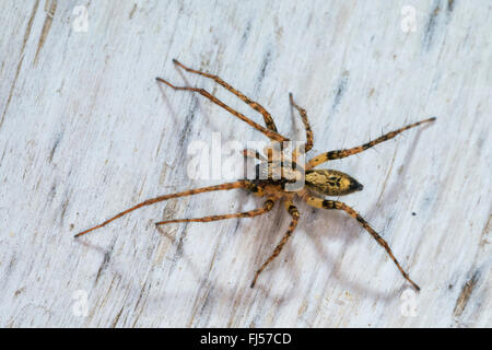 Anyphaena accentuata bourdonnement (araignée), homme, araignée de l'année 2015, Allemagne Banque D'Images