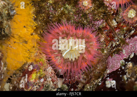 Anémone de mer (Sagartia elegans, Sagartia elegans var. nivea, Actinia elegans), high angle view Banque D'Images