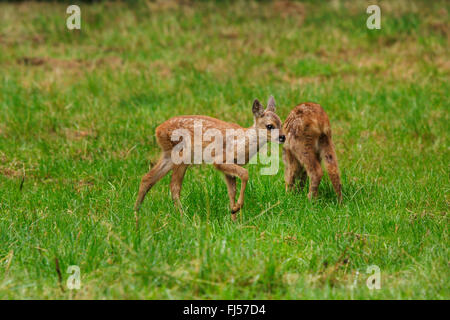 Le chevreuil (Capreolus capreolus), deux faons, Allemagne Banque D'Images