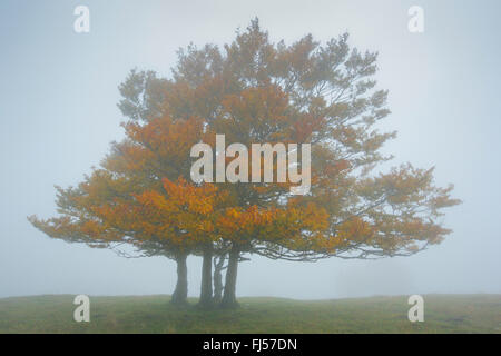 Le hêtre commun (Fagus sylvatica), de hêtres dans le brouillard en automne, la Suisse, Neuchâtel Banque D'Images