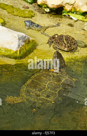 Étang d'Europe, tortue tortue de l'étang d'Europe, Emys orbicularis (tortue), natation dans l'eau polluée, la Roumanie, l'Dobrudscha Biosphaerenreservat, Donaudelta, Vadu Banque D'Images