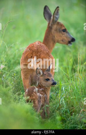 Le chevreuil (Capreolus capreolus), EC avec le faon, Allemagne, Brandebourg Banque D'Images