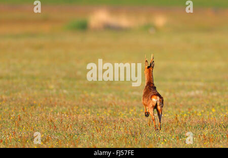 Le chevreuil (Capreolus capreolus), fuyant les roe buck, vue de dos, Pays-Bas, Frise Banque D'Images