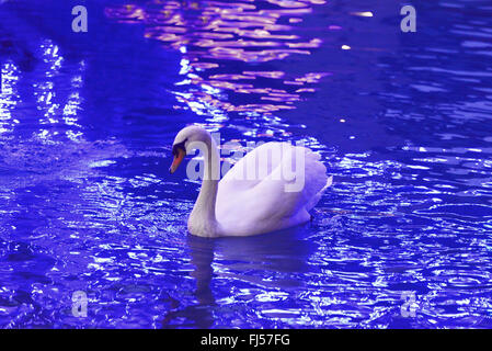 Mute swan (Cygnus olor), dans un canal près de Annecy, France, Savoie Banque D'Images