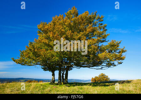 Le hêtre commun (Fagus sylvatica), village sur une colline, Suisse, Neuchâtel Banque D'Images