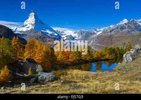 Matterhorn et mélèzes mirroring sur le lac Grindji, Suisse, Valais Banque D'Images