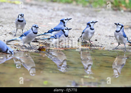 Le geai bleu (Cyanocitta cristata), les pays fournisseurs à un endroit potable, la mise en miroir, le Canada, l'Ontario, le Parc National de la Pointe Pelée Banque D'Images