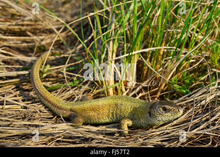 Sand lizard (Lacerta agilis, Lacerta agilis chersonensis), homme lézard sable sans motifs, rare concolor morph, Roumanie, Ia&# 537;je Banque D'Images