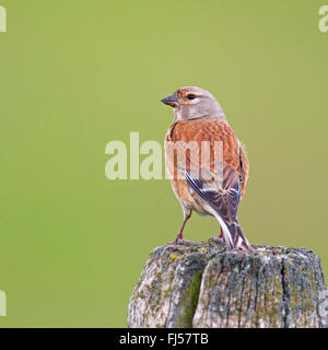 (Carduelis cannabina linnet, Acanthis cannabina), homme assis sur un poteau, vue de derrière, Pays-Bas, Arkemheen Banque D'Images