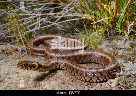 Couleuvre à collier (Natrix natrix) couleuvre à collier, avec des taches orange sur le col, la Roumanie, l'Dobrudscha Biosphaerenreservat Donaudelta, Banque D'Images