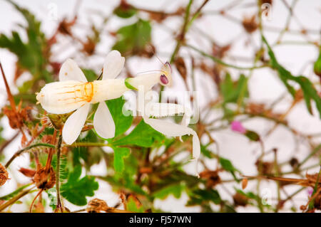 Fleur de marche, mantis mantis orchidée, Rose orchid mantis (Hymenopus coronatus), blanc mantis sur une feuille Banque D'Images