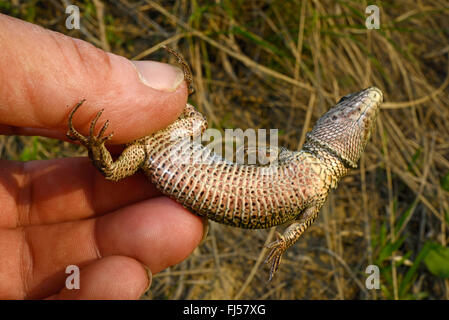 Sand lizard (Lacerta agilis, Lacerta agilis chersonensis), face inférieure d'un lézard sable, Roumanie, Moldau Banque D'Images