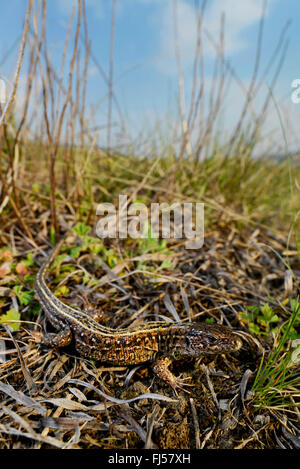 Sand lizard (Lacerta agilis, Lacerta agilis chersonensis), homme sable lézard dans son habitat, la Roumanie, Moldau Banque D'Images