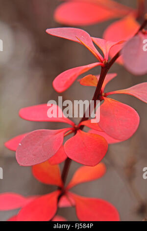 L'épine-vinette (Berberis thunbergii var. atropurpurea, Berberis thunbergii 'Atropurpurea', Berberis thunbergii atropurpurea), feuilles Banque D'Images