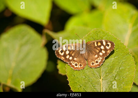 Bois (Pararge aegeria mouchetée), assis sur une feuille, l'Allemagne, Rhénanie-Palatinat Banque D'Images