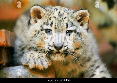 Léopard des neiges (Uncia uncia, Panthera uncia), leopard cub, portrait Banque D'Images