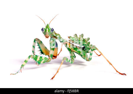 Fleur du diable, mantis mantis fleur égyptien, chardon, mantis mantis (Blepharopsis mendica arabes), cut-out Banque D'Images