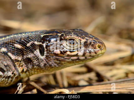 Sand lizard (Lacerta agilis, Lacerta agilis chersonensis ), femme, Roumanie, Dobrudscha Biosphaerenreservat Donaudelta, Banque D'Images