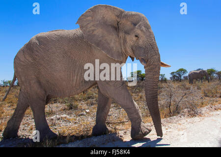 L'éléphant africain (Loxodonta africana), avec rupture de dent dans la brousse sèche le franchissement d'une route non revêtue, Namibie, Etosha National Park, Naumutoni Banque D'Images