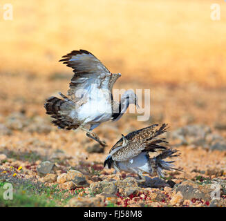 L'outarde houbara (Chlamydotis undulata) fuerteventurae, deux hommes en lutte territoriale, Canaries, Fuerteventura Banque D'Images